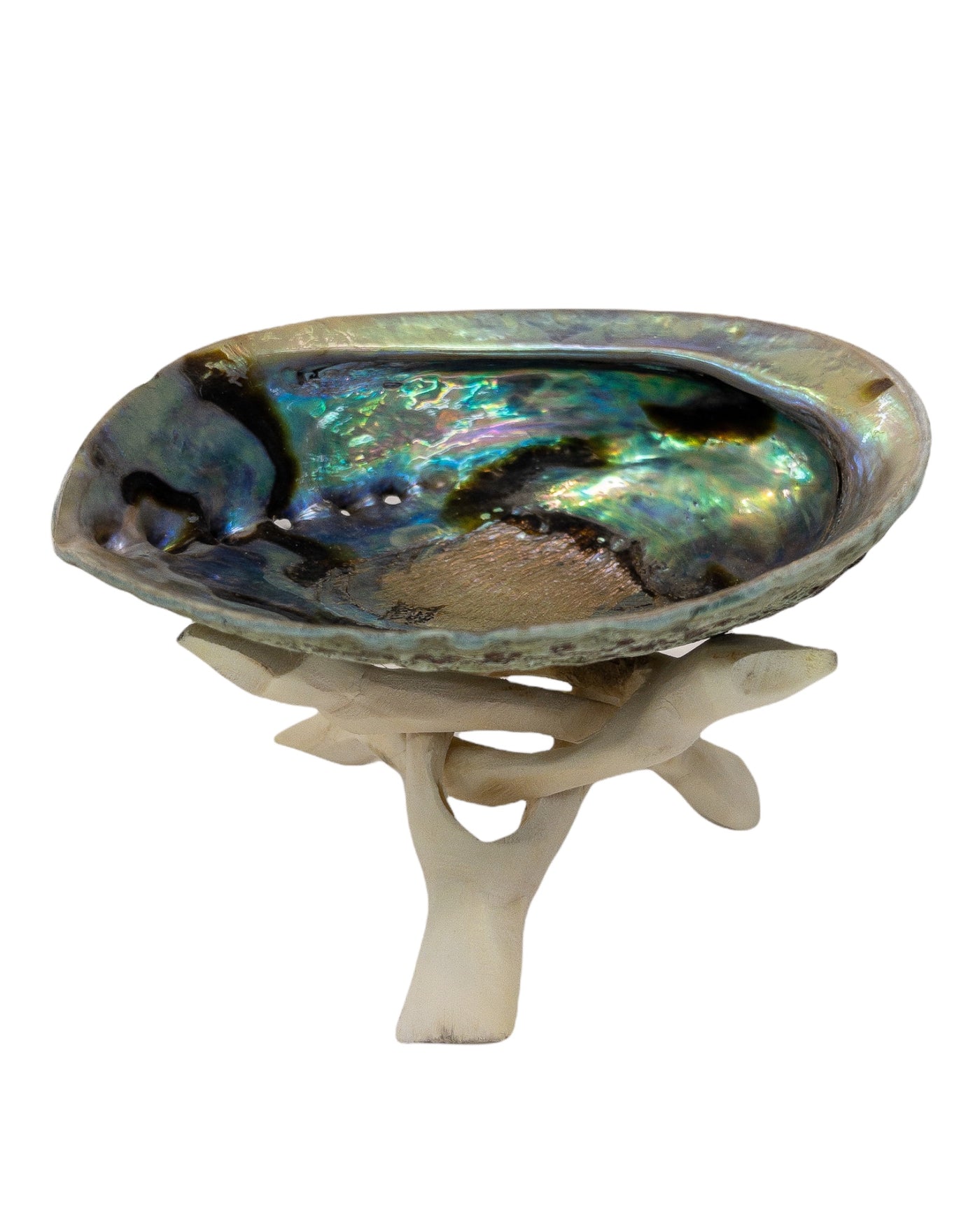 Abalone Shell